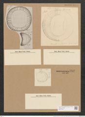 Campylodiscus adriaticus Grun. (de-Toni-Nr.: Genus 57, Species 2468) Zeichnungen Sammlung Grunow Nr. 4966 (NHMW-BOT-W0373194)